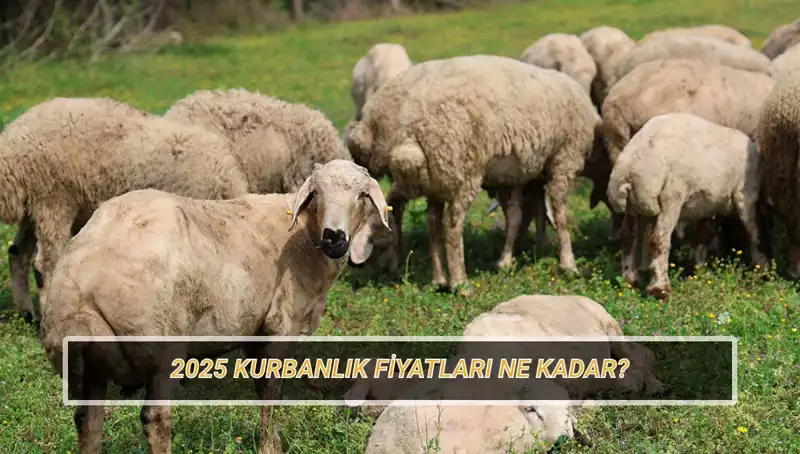2025 Kurbanlık Fiyatları: Büyükbaş ve Küçükbaş Kurban Yıllarındaki Değişim