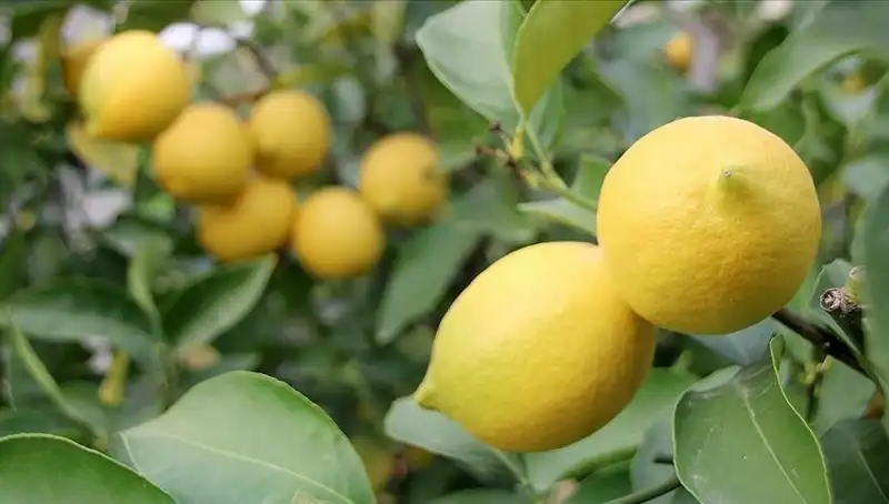Limon Fiyatları Uçtu: Marketlerde Adedi 24 Lira Olacak mı?