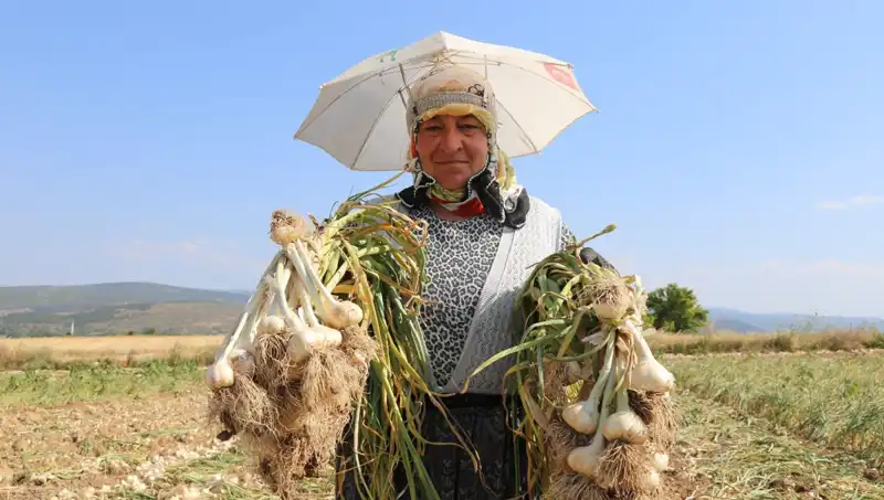 Kavurucu Sıcaklarda Çalışarak Günlük Bin 200 TL Kazanan Yüzlerce İşçi