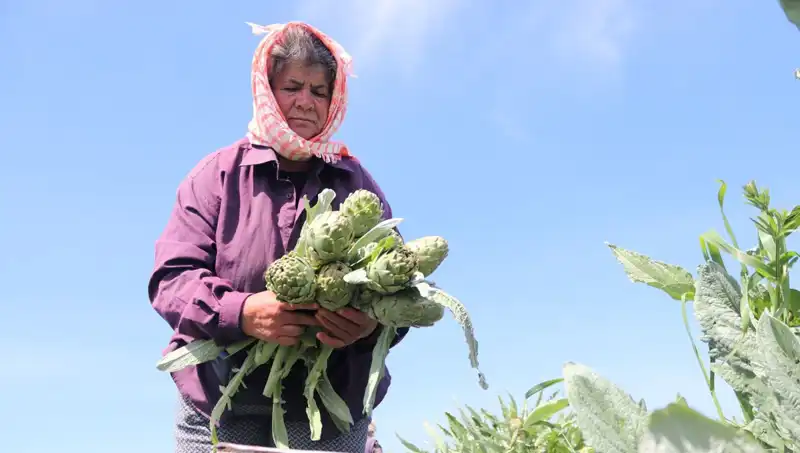 Tarladan Sofralara: Tezgahlarda 50 TL’lik Hızla Yükselen Ürün