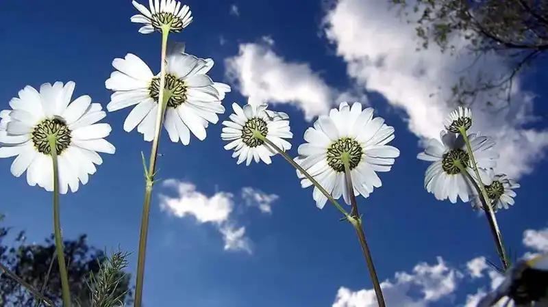 2026 Cemreler Ne Zaman Düşecek? Tarihleri ve Kış Ardından Beklentiler