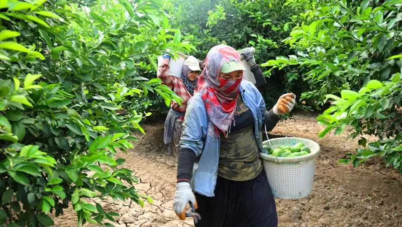 Market Fiyatları Yükseldi: 150 Lirayı Aşan Ürünler İçin Hasat Müjdesi Geldi
