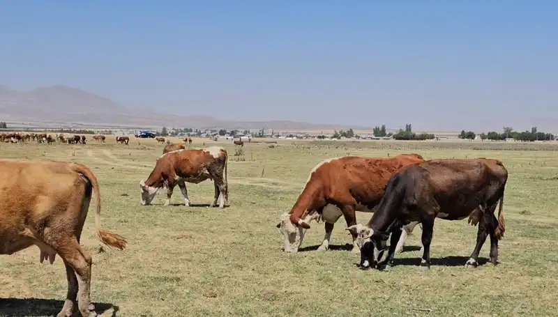 Arin Gölü'nün Kuruması: Su Krizi Kapımızda! Neler Oluyor?