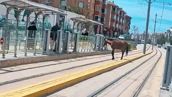 Eskişehir Tramvay Raylarında Başçı Boş At Görenleri Şaşırttı