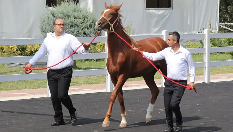 "Taşkın Kral": Dünyayı Sarsan Rekorlarıyla 2023'te Neler Başardı?
