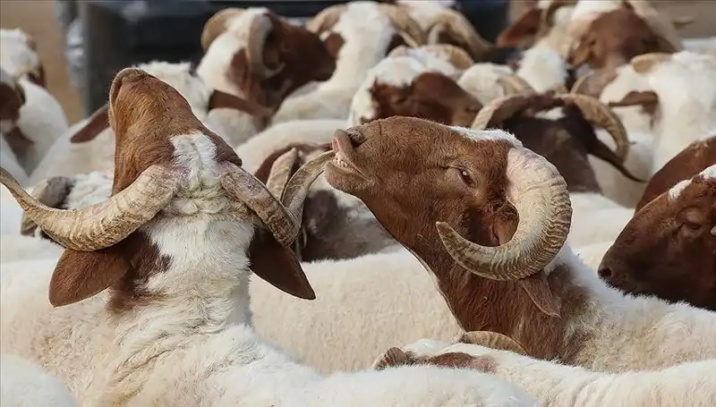 Akika Kurbanı Nedir? Kesim Zamanı ve Yeme İzni Üzerine Her Şey
