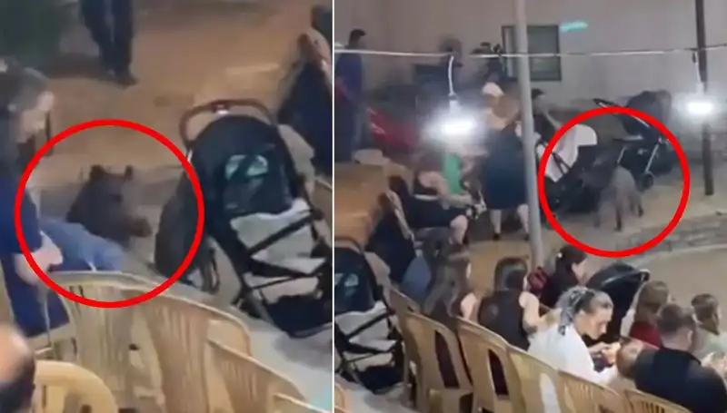 Yaban Domuzu Düğün Gelinini Fena Korkuttu!