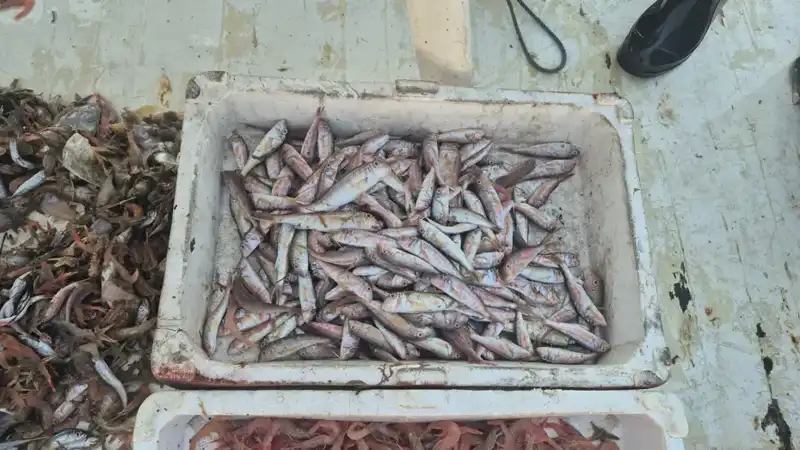 Taze Deniz Ürünleriyle Limana Coşkulu Geri Dönüş