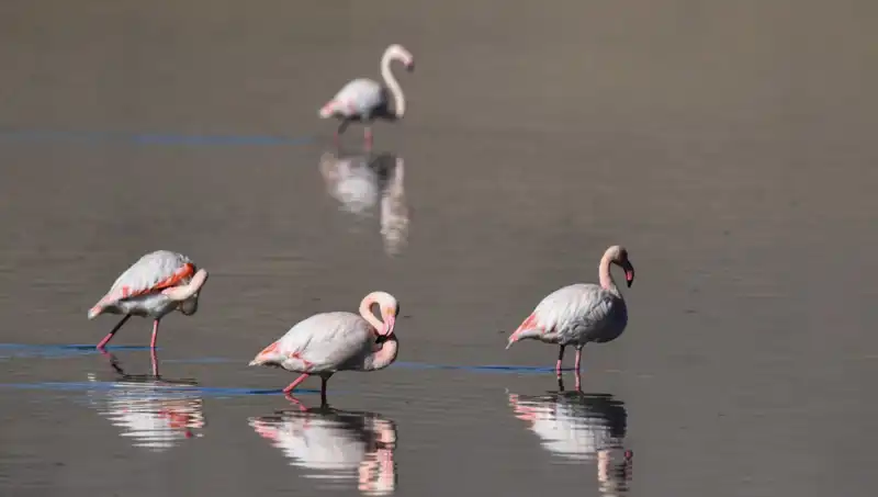 Kuraklık Flamingo Cennetini Tehdit Ediyor: Kuş Sayısı Neden Düşüyor?
