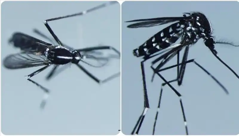 Chikungunya Virüsü: Tehlikesi ve Farkındalık İçin Bilmeniz Gerekenler