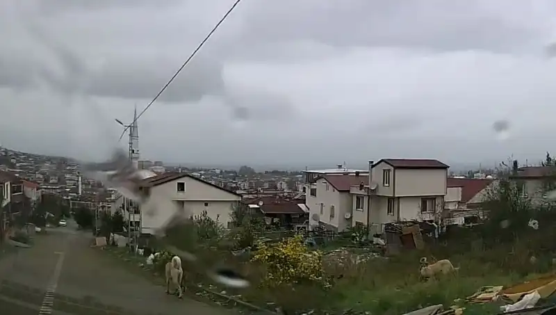 Sahipsiz Köpek Saldırısı: 5 Yaşındaki Çocuk Hayati Tehlike ile Karşı Karşıya
