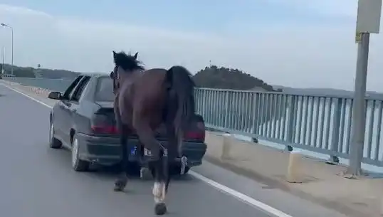 Adana’da Hayvan Hakları İhlali: Ata Eziyet Eden Kişi Tutuklandı