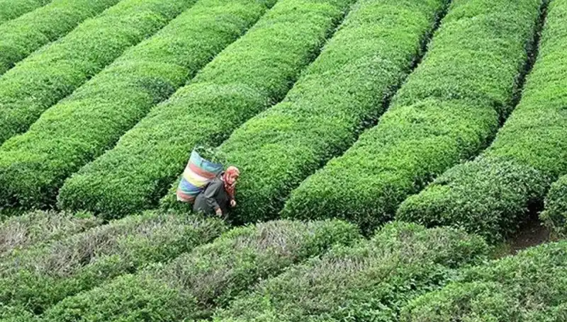 ÇAYKUR’dan Bayramda Tatile Dönüşme Inadı: Yaş Çay Alımı Sürecek