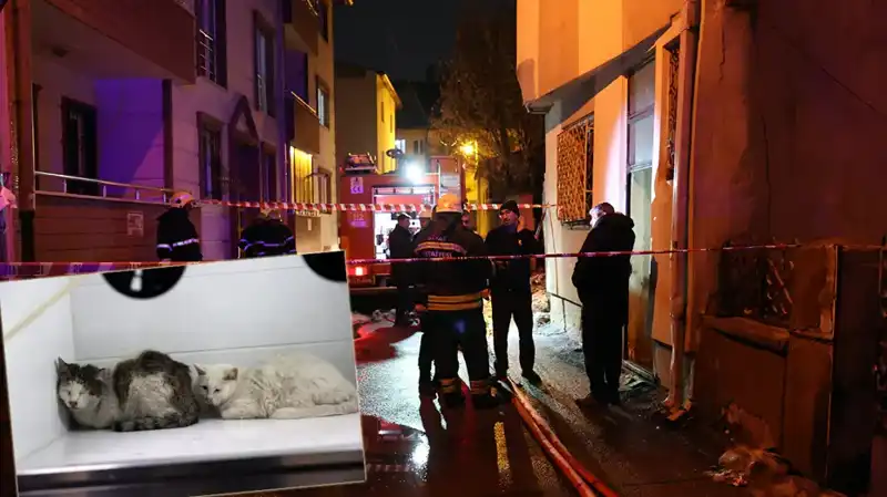 Evde Çıkan Yangında 26 Kedi Hayatını Kaybetti: Acı Olayın Detayları