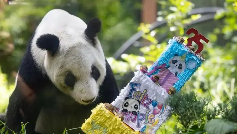 Dev Panda Xin Xin, 35. Yaşını Kutlayarak Tüm Dünyayı Büyüledi