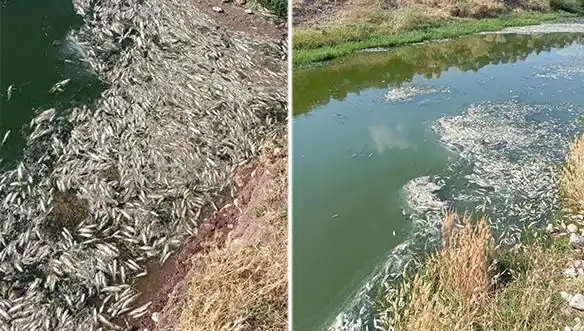 Karasu Çayı'nda Balık Ölümleri: İnceleme ve Olası Sebepler