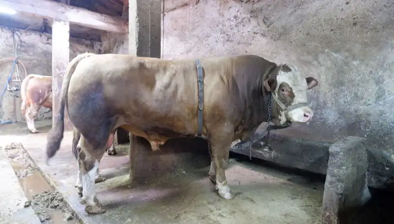 1 Ton 200 Kilo Ağırlığında Eşsiz Bir Ürün Satıldı, Fiyatı Şaşırttı!