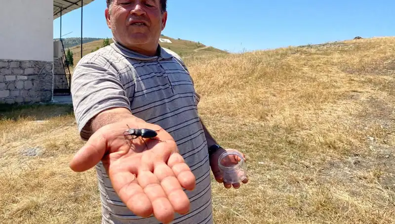 Sivas'ta Görülen Böceği Öldürmenin Cezası Tam 557 Bin TL!