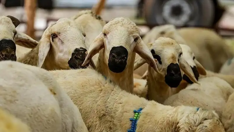 2025 Kurban Bayramı: Kurban Kesimi Farz mı? Her Şey Burada!